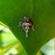 Leafhopper Issus coleoptratus Nymph