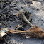 Horse remains