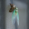 Annual Cicada (molting)