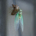 Annual Cicada (molting)