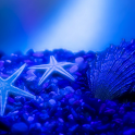 Blue Sea Stars Water Ripples