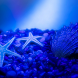 Blue Sea Stars Water Ripples