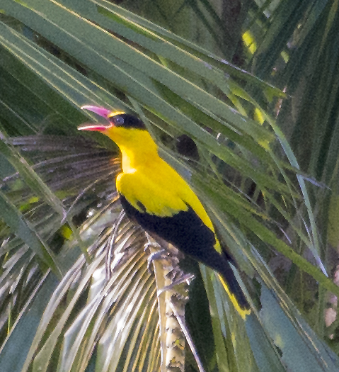 Black-naped oriole