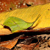 Leaf grasshopper
