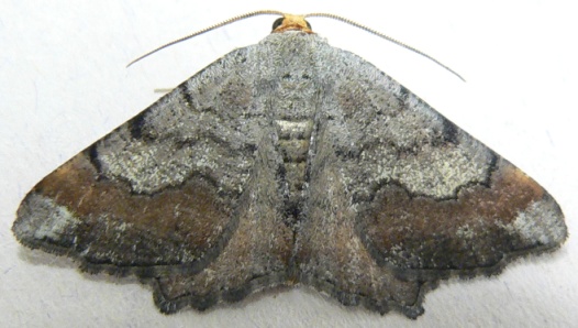 Southern Chocolate Angle Moth
