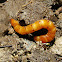 Click Beetle larva