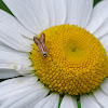 Coleophora Moth