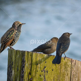 by Joana Gramajo - Animals Birds