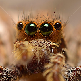 Eyes by Sunny Joseph - Animals Insects & Spiders