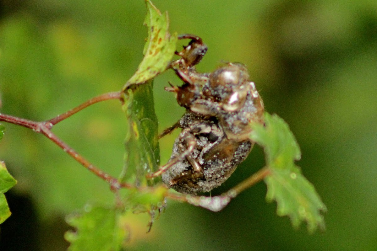 Cicada (Exuviae)