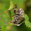 Cicada (Exuviae)