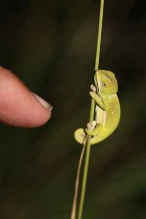 Flap-neck Chameleon