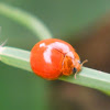 Variable ladybird beetle.