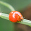 Variable ladybird beetle.