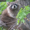 Raccoon