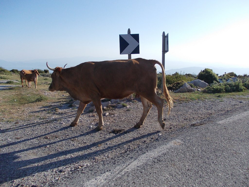 Limousine cows (Αγελάδες Λιμουζίν)