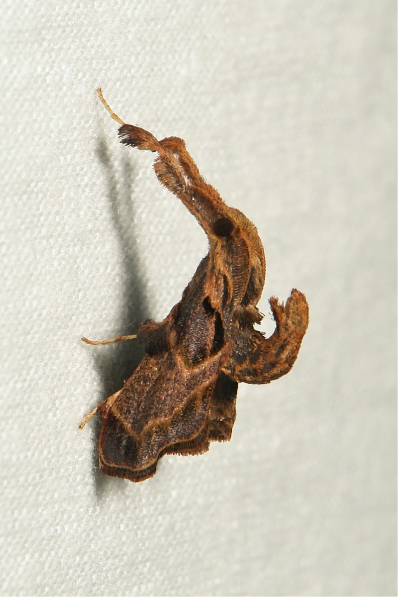 Pyralid Snout Moth