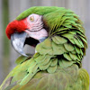 Military Macaw