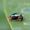 Beetle Fly