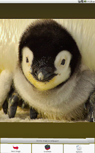 Penguin Puzzle Screenshots 0