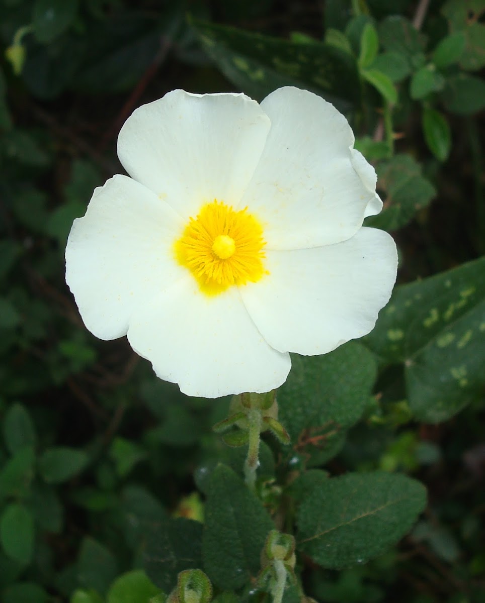 Sage-leaved Rock Rose / Bušin (bijeli)