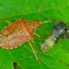 Spined soldier bug and pray