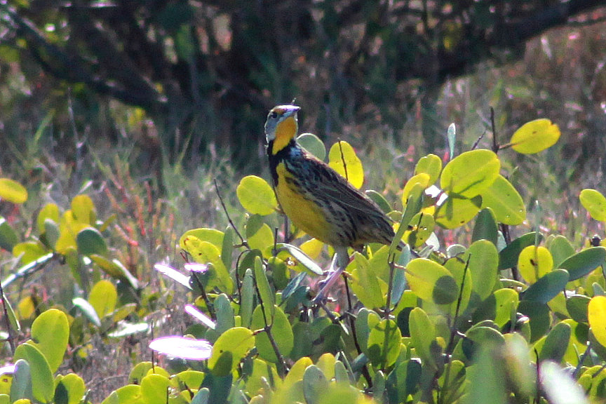 Eastern Meadowlark