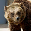 Eurasian Brown Bear