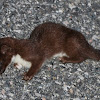 American long tailed weasel