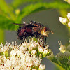 Tachinid Fly