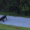 American Alligator