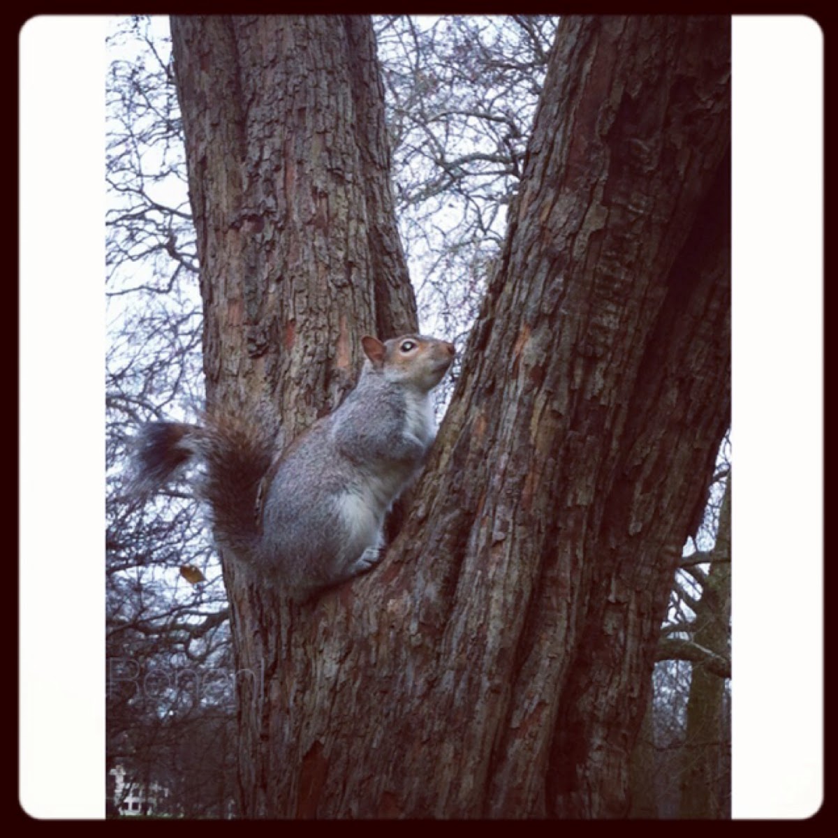 Eastern grey squirrel