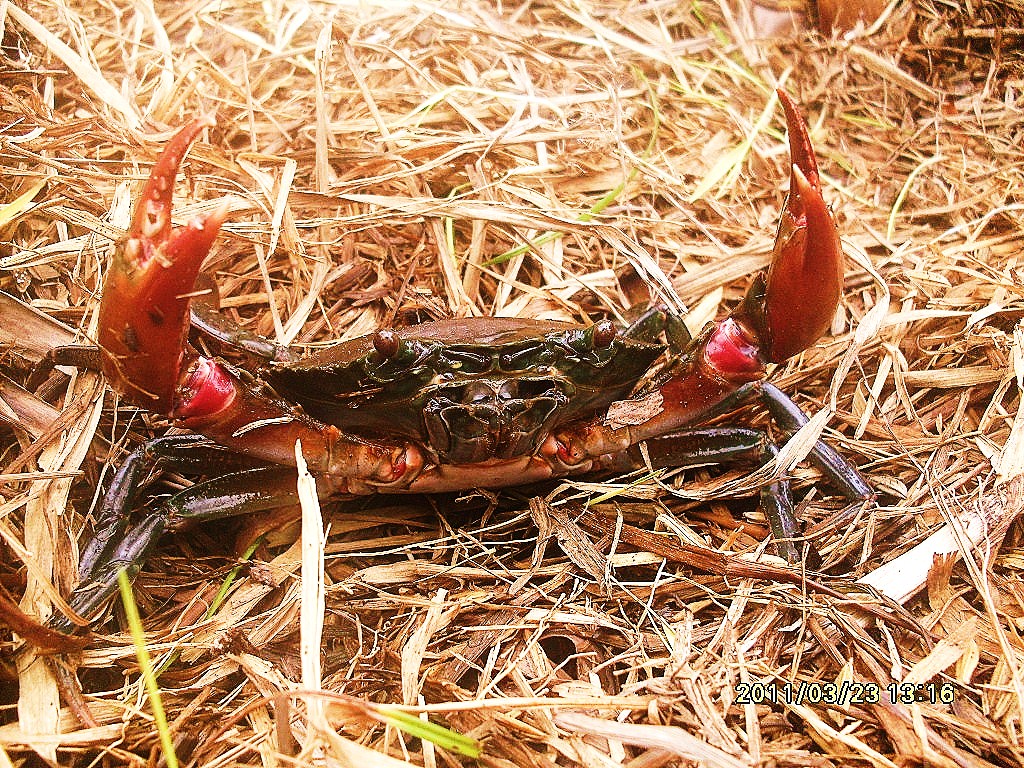 Philippine Mud Crab