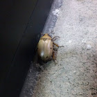 Grapevine beetle