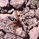 Cicada killer wasp