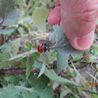Seven Spot Ladybird Beetle