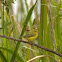 Yellow Warbler