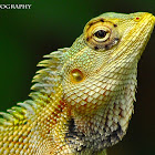 Common Garden Lizard