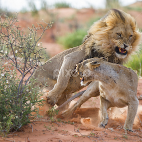 Watch out !! by Bridgena Barnard - Animals Lions, Tigers & Big Cats