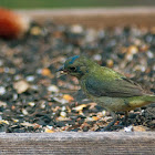 Painted Bunting