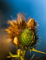 Stages  by Kriss Haren - Nature Up Close Other plants