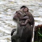 Long-tailed Macaque