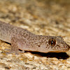 Gehyra Gecko