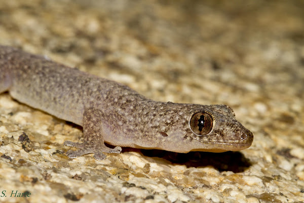 Gehyra Gecko | Project Noah