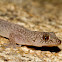 Gehyra Gecko