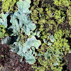 wax paper lichen
