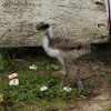 Spur-winged Plover (Chick)