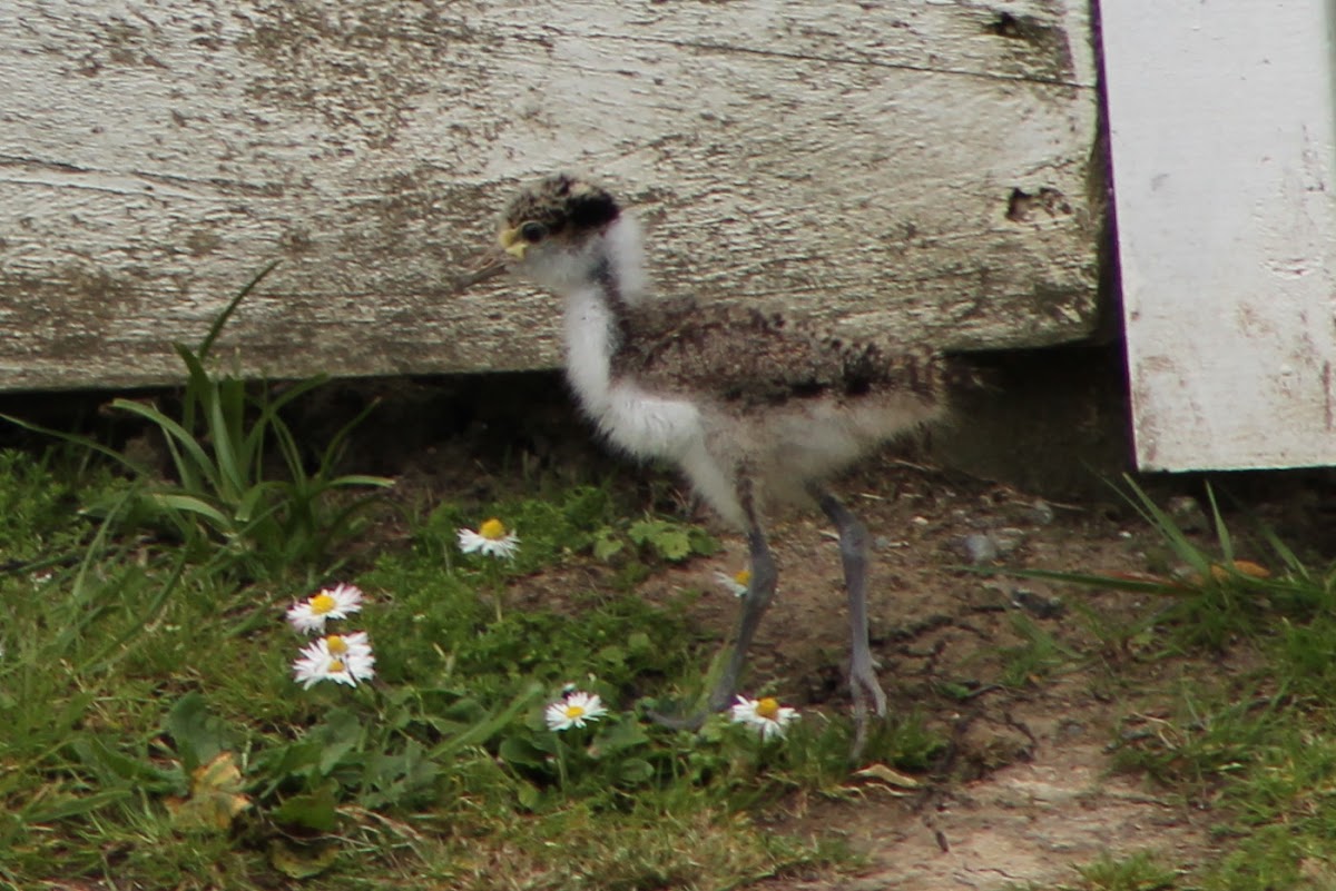 Spur-winged Plover (Chick)