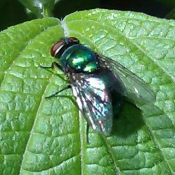 Green fly Project Noah