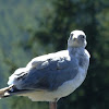 gull(prob hybrid) western/glaucous winger